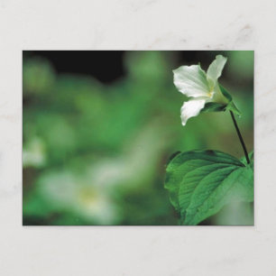 Trillium Postkarte