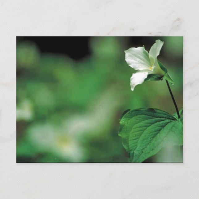 Trillium Postkarte (Vorderseite)