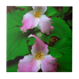 Trillium-Wildblume Fliese