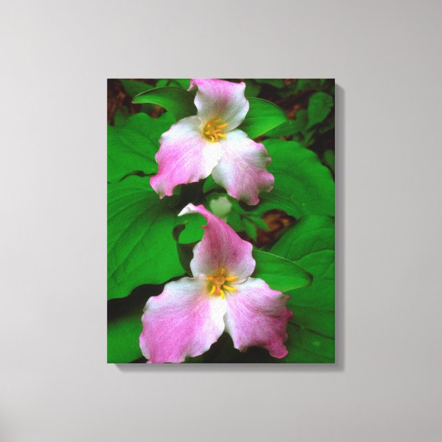 Trillium-Wildblume Leinwanddruck (Vorderseite)