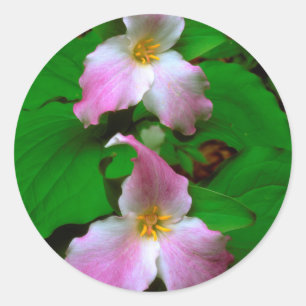 Trillium-Wildblume Runder Aufkleber