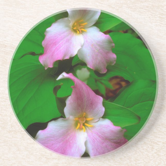 Trillium-Wildblume Sandstein Untersetzer (Vorne)