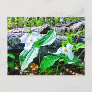 TRILLIUMS POSTCARD POSTKARTE