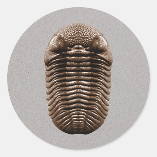 Trilobit-Aufkleber Runder Aufkleber (Vorderseite)