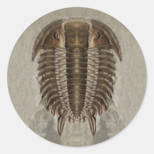 Trilobit Fossil Sticker