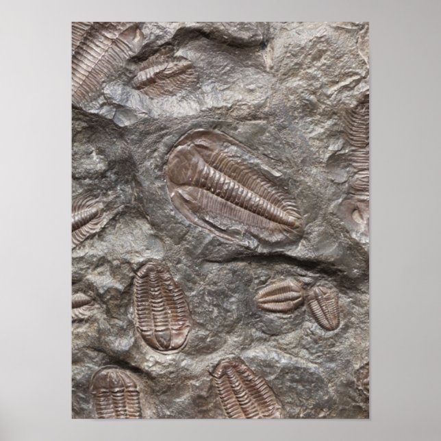 Trilobite, Fossil : affiche des FOSSILES TRILOBITE (Devant)