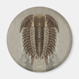 Trilobite Fossil-Magnet Magnet