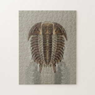 Trilobite Fossil-Puzzlespiel