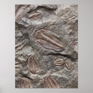 Trilobite, fossile : Affiche de FOSSILES de