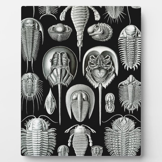 Trilobites and Fossils in Black and White Fotoplatte (Vorderseite)