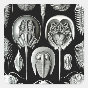 Trilobites and Fossils in Black and White Quadratischer Aufkleber