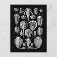 Trilobites and Sea Scorpions