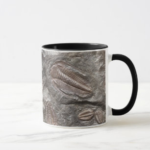 Trilobites fossile : Tasse de FOSSILES de