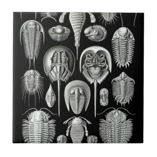Trilobites und Fossilien in Schwarzweiss Fliese
