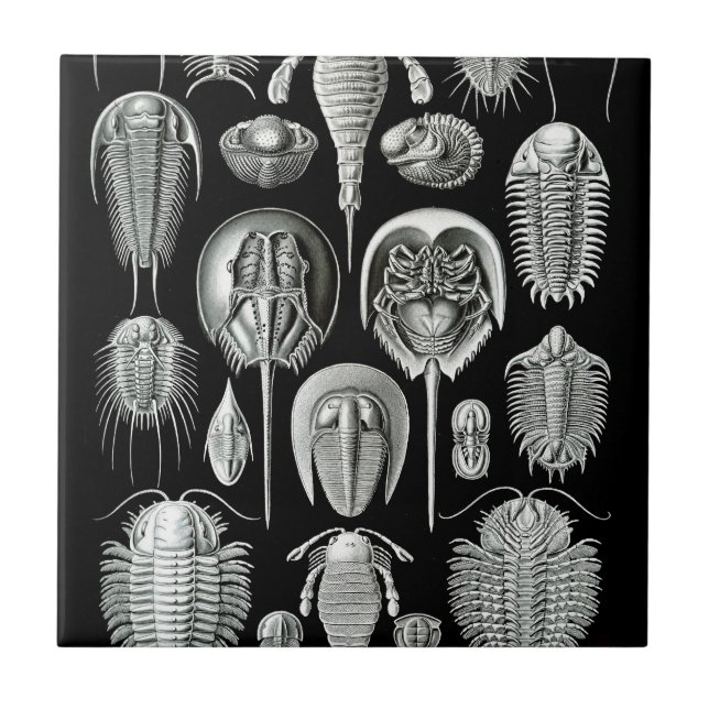 Trilobites und Fossilien in Schwarzweiss Fliese (Vorderseite)