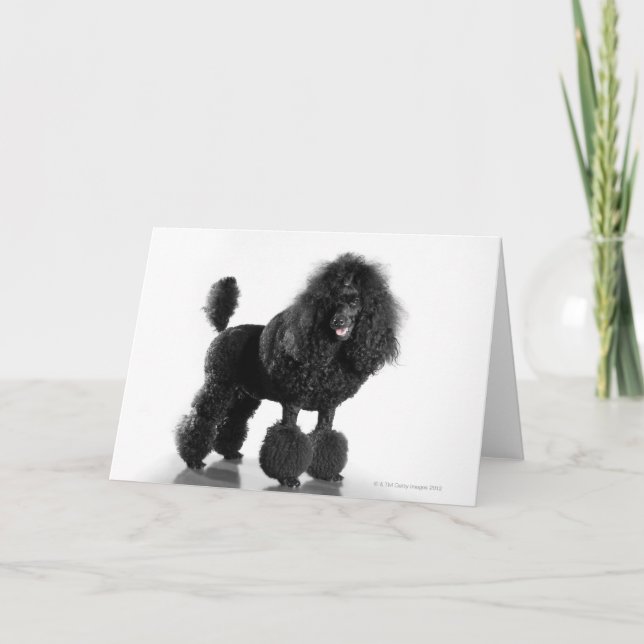 Trimmschwarz Poodle Karte (Vorderseite)