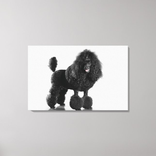 Trimmschwarz Poodle Leinwanddruck (Vorderseite)