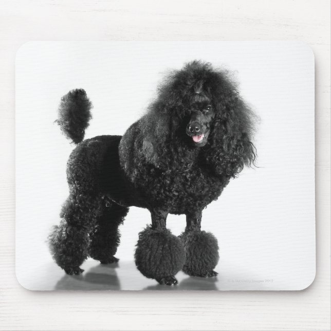 Trimmschwarz Poodle Mousepad (Vorne)