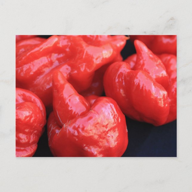 Trinidad Moruga Scorpion Chili Pepper Postcard Postkarte (Vorderseite)