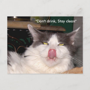 Trinken Sie keine Bleibe Katze Postkarte