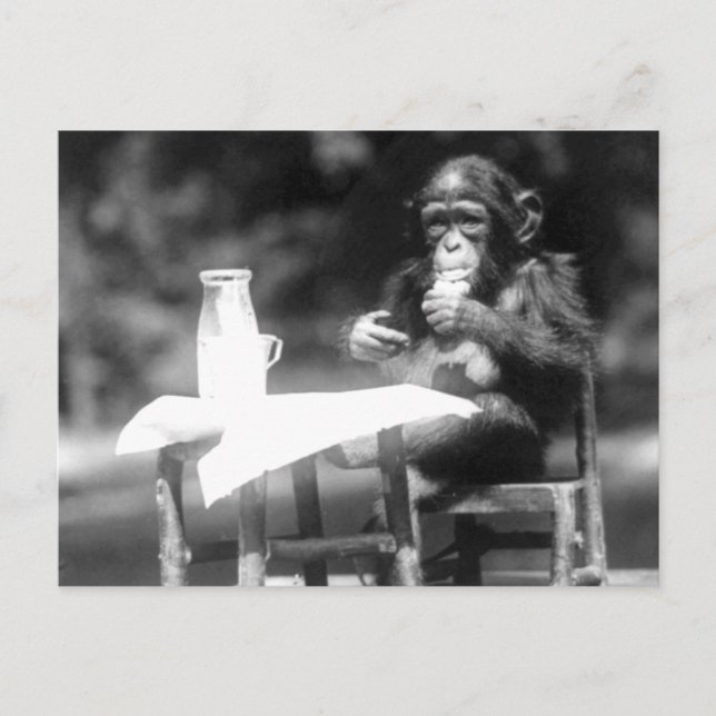 Trinken von Schimpansen Vintager Nationalpark Postkarte (Vorderseite)