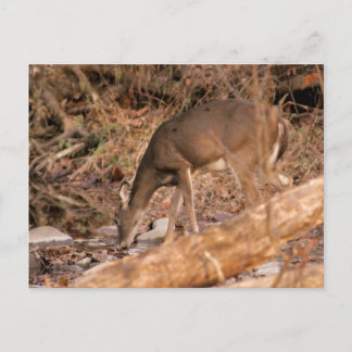 Trinkende Damhirschkuh Postkarte