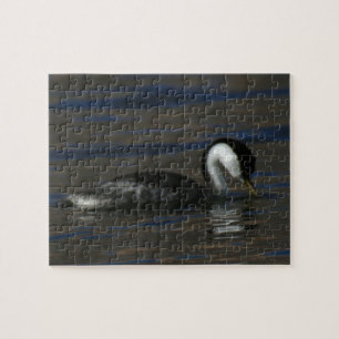 Trinkender Grebe
