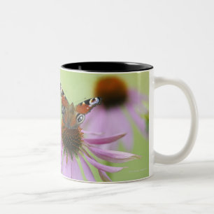 Trinkender Nektar des Pfauschmetterlinges (Inachis Zweifarbige Tasse