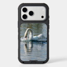 Trinkender Schwan