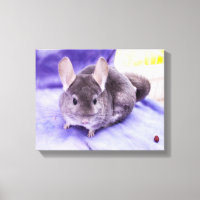 Trinket ! - Impression en toile Chinchilla