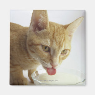 Trinkmilch der Katze Magnet