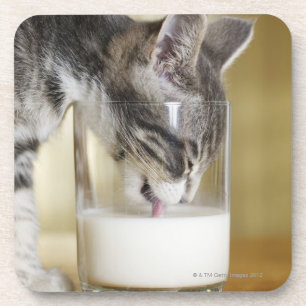 Trinkmilch des Kätzchens vom Glas Untersetzer