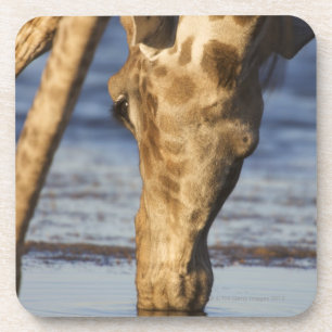 Trinkwasser der Giraffe (Giraffa Camelopardalis) Untersetzer