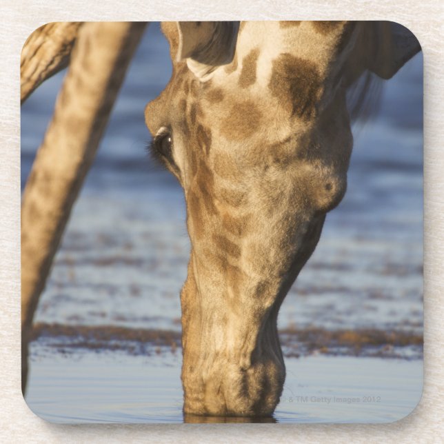 Trinkwasser der Giraffe (Giraffa Camelopardalis) Untersetzer (Vorderseite)