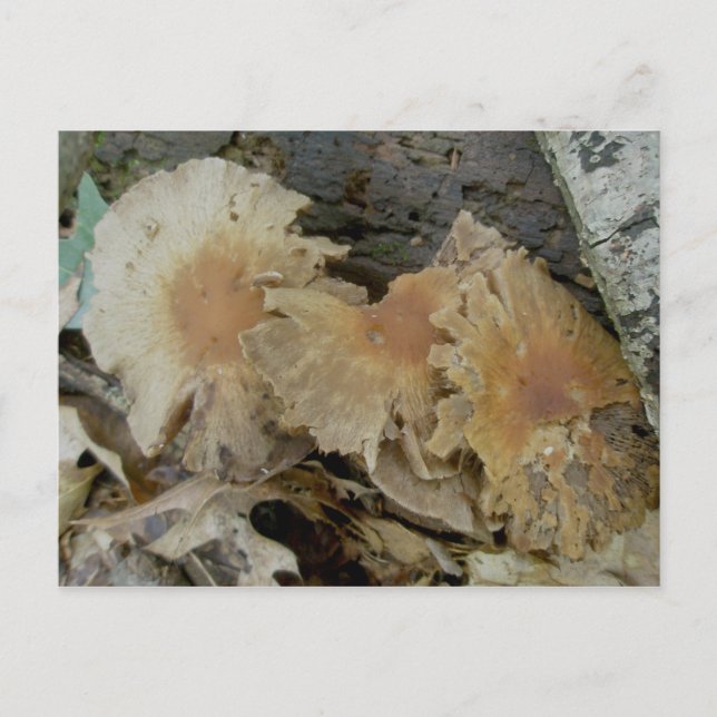 Trio-Age Pilze Postkarte (Vorderseite)