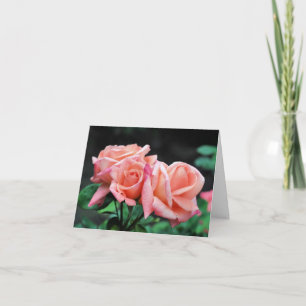 Trio de fleurs Rose Pêche Photographie
