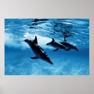 Trio der Delphine Poster