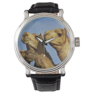 Trio der Kamele, Kamelmarkt, Kairo, Ägypten Armbanduhr