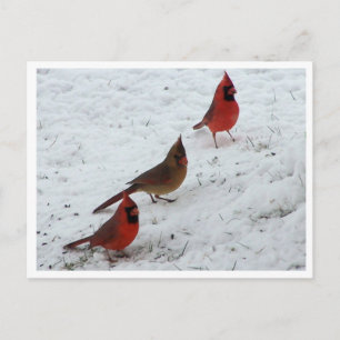 Trio der Kardinal Postkarte