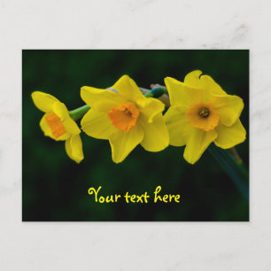Trio der Narzissen Postkarte