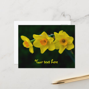 Trio der Narzissen Postkarte