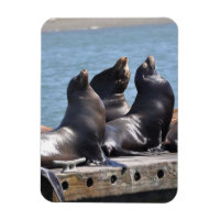 Trio der Seelöwen Basking in der Sonne
