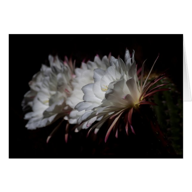 Trio der weißen Kakteen-Blume (Vorderseite (Horizontal))