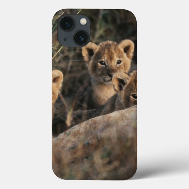 Trio des alten Löwejungssechswochenc$sitzens Case-Mate iPhone Hülle (Rückseite)