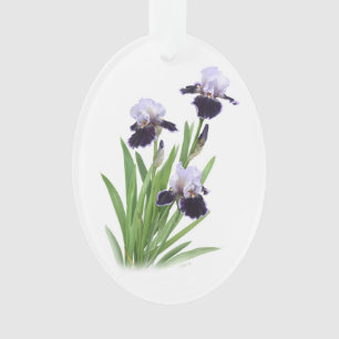 Trio d'iris