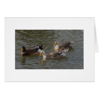 Trio englischer silberner Appleyard Enten