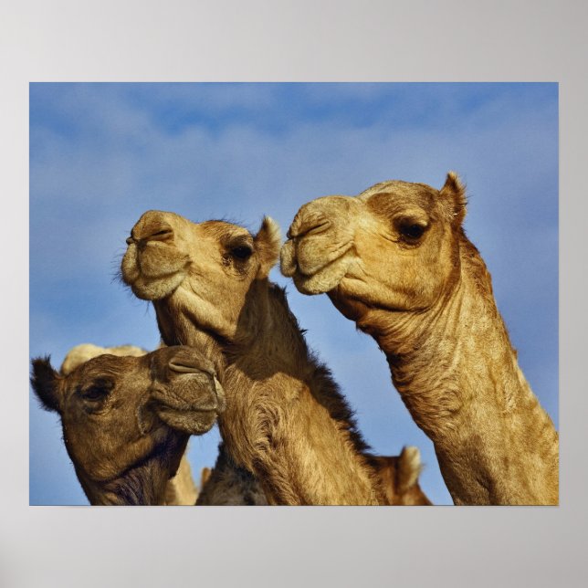 Trio of camels, camel market, Cairo, Egypt Poster (Vorne)