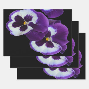 Trio of Lila White Pansy Blooms: Natures Harmony Geschenkpapier Set
