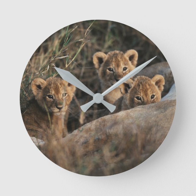 Trio of Lion Cubs with Mother Runde Wanduhr (Vorderseite)