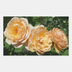 Trio of Peach Rose Floral Rechteckiger Aufkleber